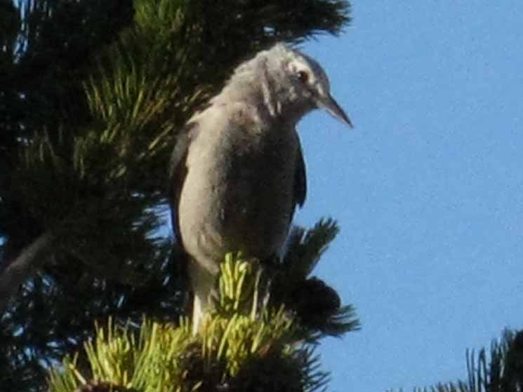 Bird in Whitebark Pine, Round Top Lake